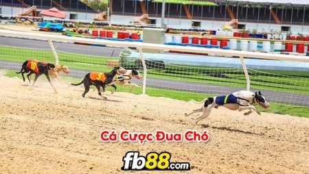 Cá cược đua chó cần lưu ý yếu tố gì? Những mẹo khi cá cược