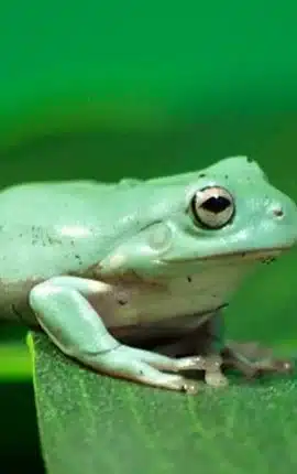 Giải mã mơ thấy ếch đánh con gì mà dễ hưởng may