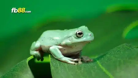 Giải mã mơ thấy ếch đánh con gì mà dễ hưởng may