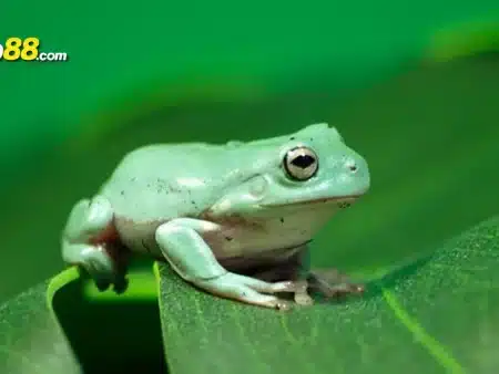 Giải mã mơ thấy ếch đánh con gì mà dễ hưởng may